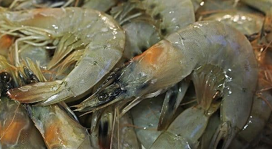 YHD | Informasi Penyakit Udang | Jala