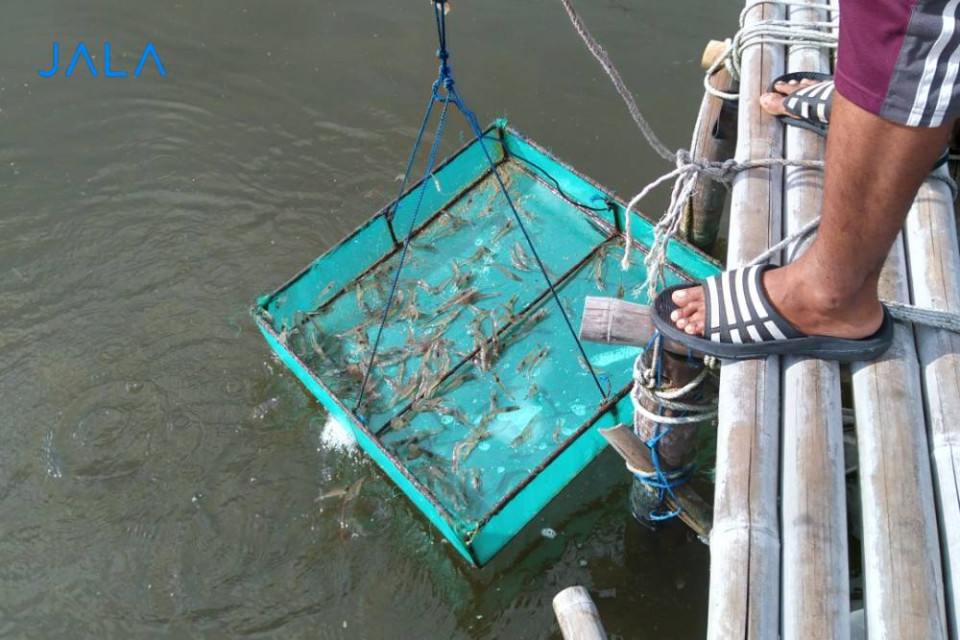 Cara Mengatasi Penyakit Udang Vaname White Feces Disease (WFD) atau