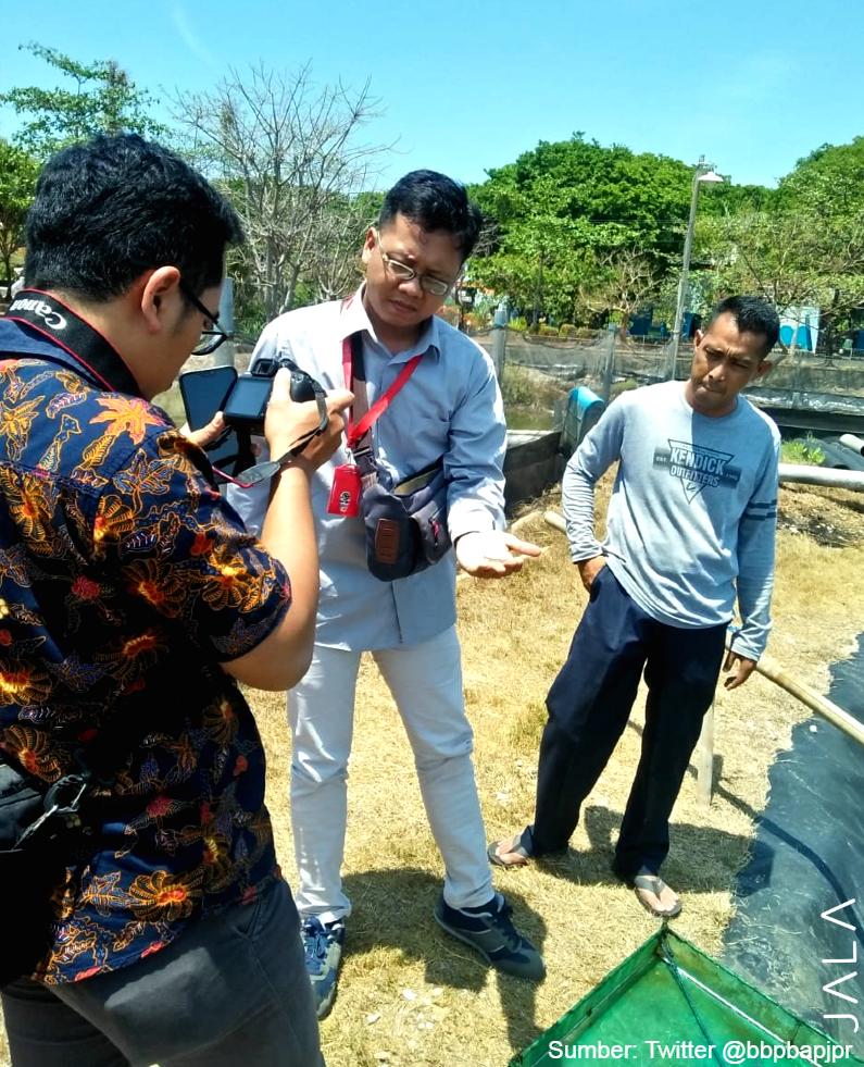 Udang Jerbung: Alternatif Budidaya, Awalnya Dianggap Hama | JALA Blog